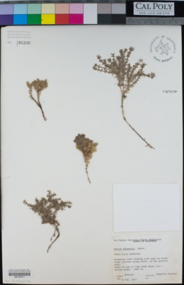 Galium clementis image