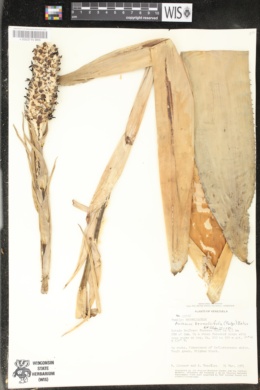 Image of Aechmea bromeliifolia