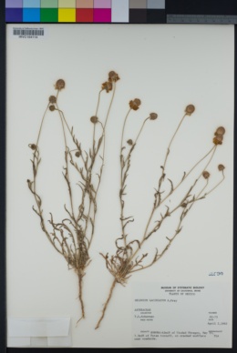 Helenium laciniatum image