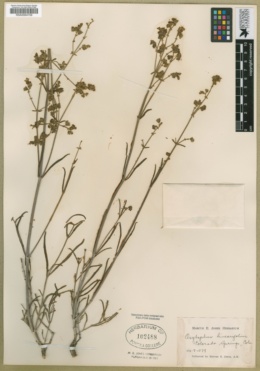 Allionia linearifolia image