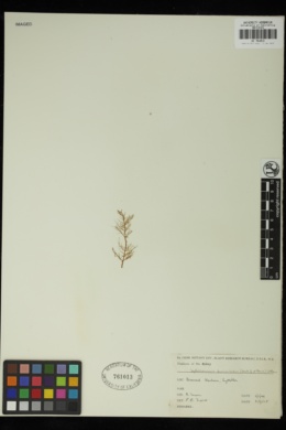 Scytothamnus fasciculatus image