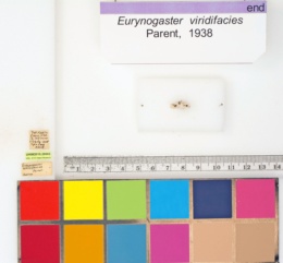 Image of Eurynogaster viridifacies