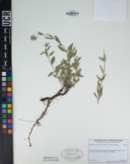 Monardella linoides subsp. oblonga image