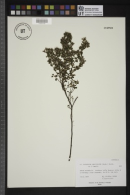 Cryptandra parvifolia image