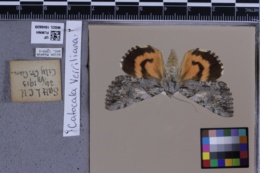 Catocala verrilliana image