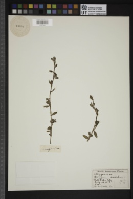 Polygonum buxifolium image