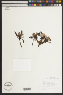Pedicularis semibarbata var. charlestonensis image
