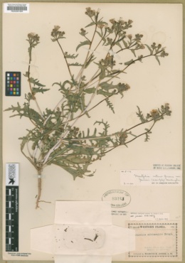 Mentzelia albicaulis var. jonesii image