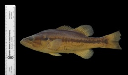 Micropterus punctulatus image