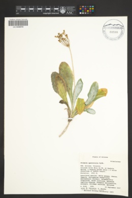 Primula specuicola image