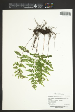 Cystopteris reevesiana image