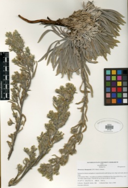 Image of Oreocarya thompsonii