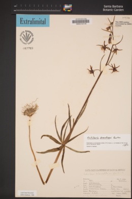 Fritillaria brandegeei image