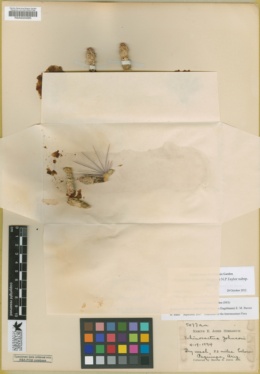Sclerocactus johnsonii image
