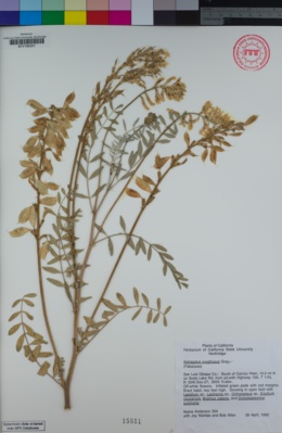 Astragalus oxyphysus image
