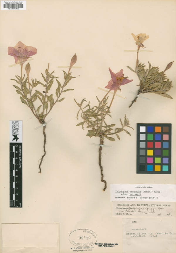 Oenothera hartwegii subsp. hartwegii image