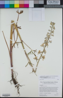 Delphinium parishii subsp. pallidum image