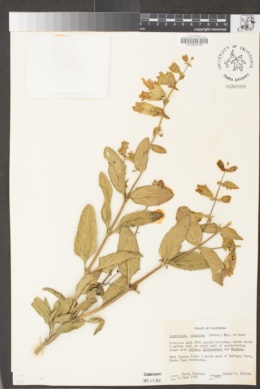 Lepechinia calycina image
