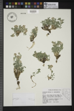 Trifolium andinum var. podocephalum image