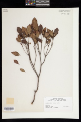 Rhododendron ovatum image
