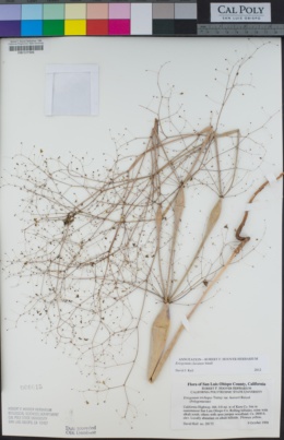 Eriogonum clavatum image