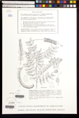 Prosopis fiebrigii image
