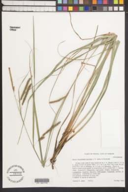 Carex rhynchoperigynium image