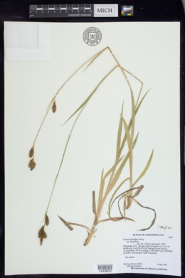 Carex luzulina var. luzulina image
