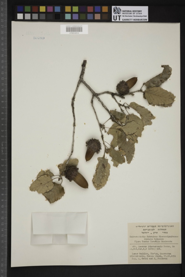 Quercus ithaburensis image