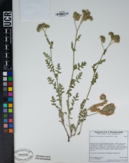 Phacelia ramosissima var. subglabra image
