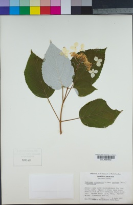 Image of Hydrangea radiata
