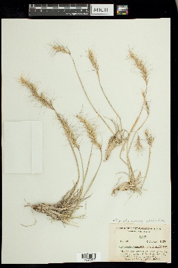 × Pseudelymus saxicola image