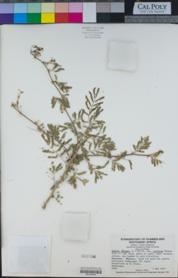 Image of Acacia senegal