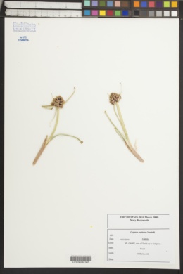 Image of Cyperus capitatus