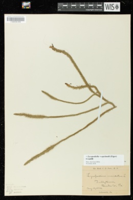 Lycopodiella x copelandii image