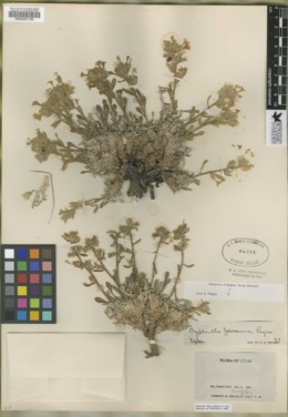 Oreocarya jonesiana image