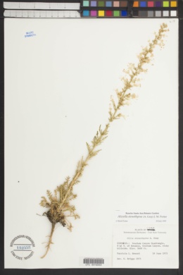 Aliciella stenothyrsa image