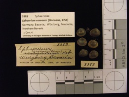 Image of Sphaerium corneum