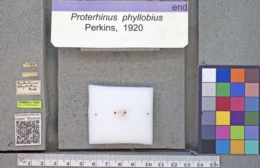 Proterhinus phyllobius image
