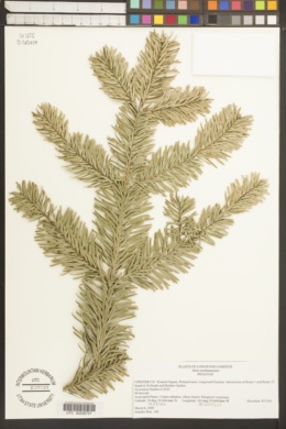Image of Abies nordmanniana
