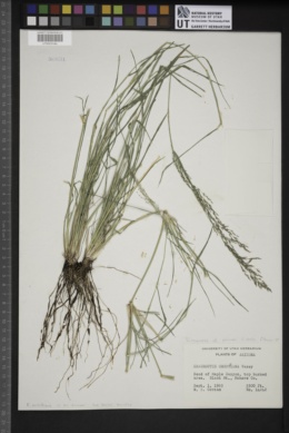Eragrostis palmeri image
