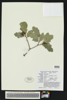 Image of Quercus laceyi