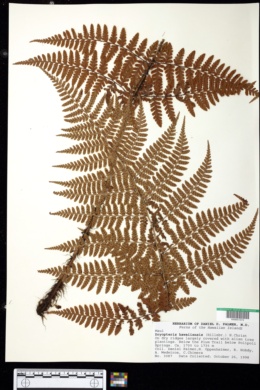 Dryopteris hawaiiensis image