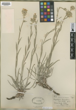 Image of Oreocarya leucophaea