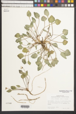Viola utahensis image