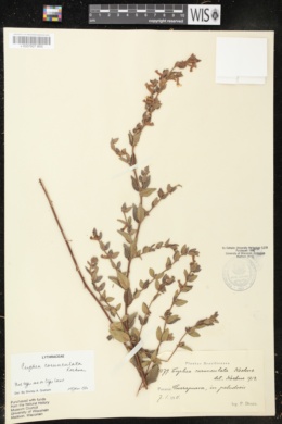 Image of Cuphea corniculata