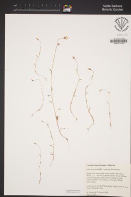 Gilia brecciarum subsp. brecciarum image