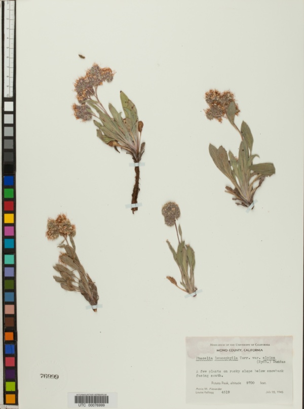 Phacelia leucophylla var. alpina image