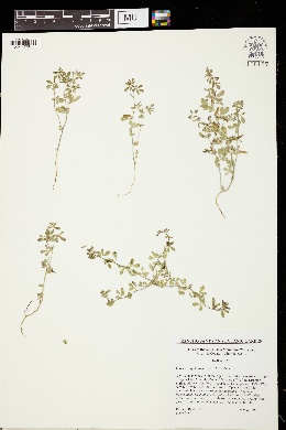 Lotus wrangelianus image