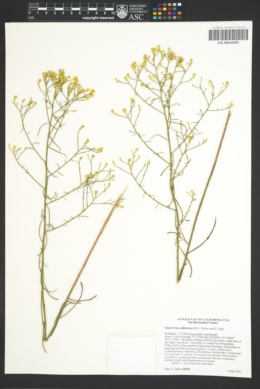 Image of Gutierrezia californica